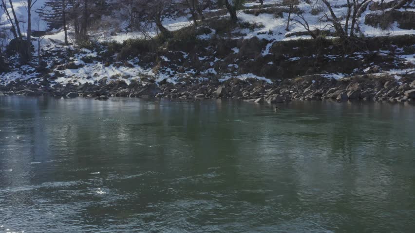 Drone photo: A family of ducks swimming in the Chikuma River