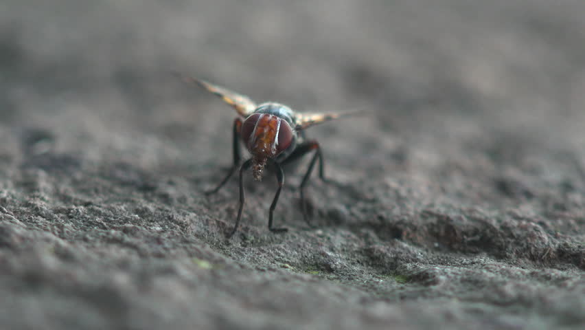 Large fly with orange eyes sits on  stone and moves its transparent wings. Macro of insects in wild