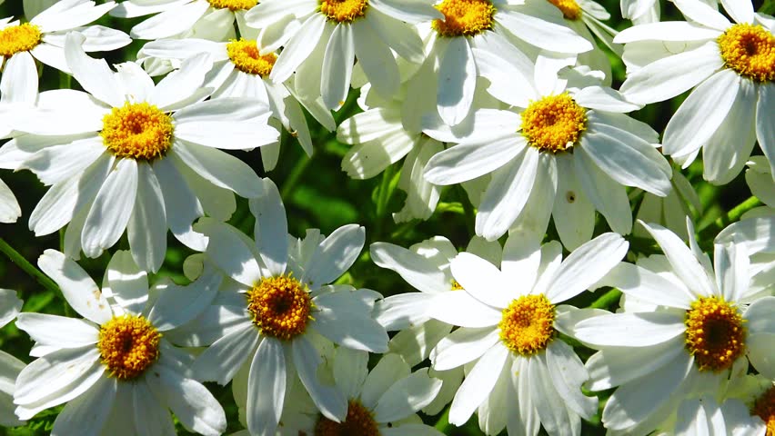 Steppe plant Chamomile with white petals and yellow stamens Royalty-Free Stock Footage #3466248527