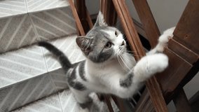 4k slow motion video footage of Cute black and white domestic cat scratches wooden furniture at home on house staircase. Cats scratch behavior to mark their territory.