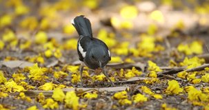 The Oriental Magpie Robin, A striking bird with its contrasting black and white plumage, is a common sight across Asia. High definition shot at 4K, 60 fps video footage.