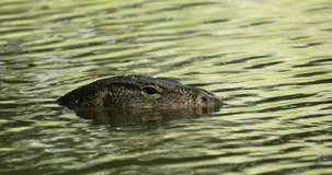 Asian water monitor in the river. Asian water monitor head close-up. High definition shot at 4K, 60 fps video footage.