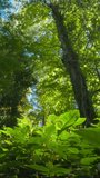Bottom View From Ground Lush Greenery On Foliar Forest Summer Sunny Day. Beautiful Landscape. Green Colors. Summer Deciduous Forest.
