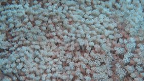 Detail of coral reef (Stony coral, Goniopora columna) in the tropical ocean. Underwater macro, video from scuba diving in the ocean. Healthy marine life. Ecotourism footage, exotic vacation.