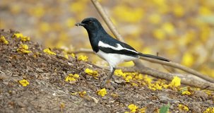 4 Shot footage of The Oriental Magpie Robin, A striking bird with its contrasting black and white plumage, is a common sight across Asia. High definition shot at 4K, 60 fps video footage.