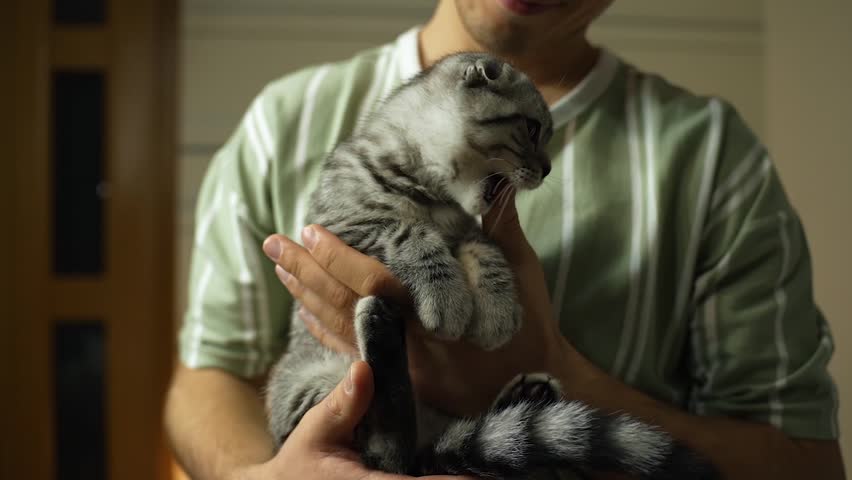 Scottish Fold Kitten Plays with Owner Royalty-Free Stock Footage #3466456113