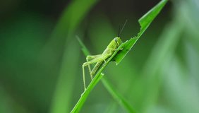 footage of green grasshoppers eating grass leaves