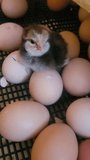 A hatched chicken sits on eggs in an incubator at a poultry farm, poultry breeding