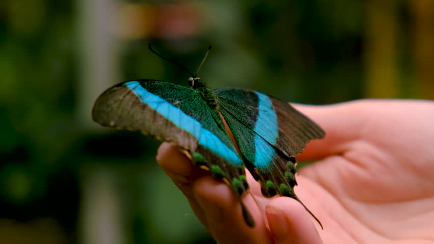 tropical butterfly on hand. selective focus.