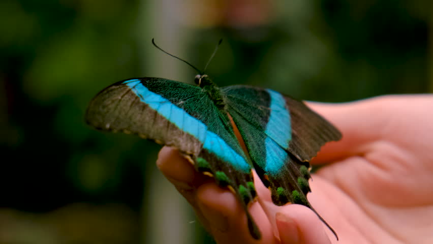 tropical butterfly on hand. selective focus.