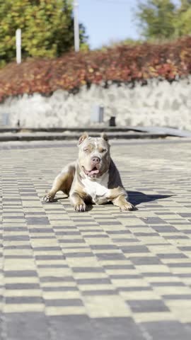 Bully ЧL lies on the floor