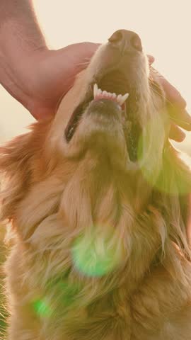 Happy look of puppy at owner. Owner stroke dog with his hand close-up. Portrait of spaniel dog being caressed by mans hand in park. View of hands and dog, outdoor. Dog happy muzzle. Pet animal. P.O.V.
