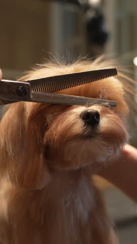Haircut of a small Maltipa in a grooming salon. High quality 4k footage