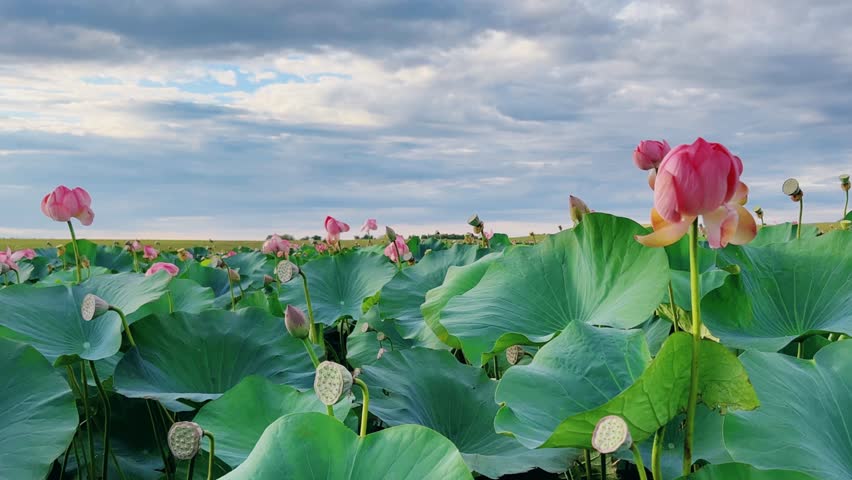 Summer pond with lotuses in Astrakhan. Natural leaf flowers. Blooming pink lotuses on the pond. Flower petals. Flower baskets. Each petal consists of five stamens and five pistils. 4K Royalty-Free Stock Footage #3466567817