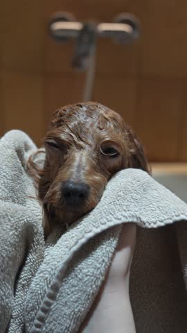 Washing a small dog in a grooming salon. High quality 4k footage