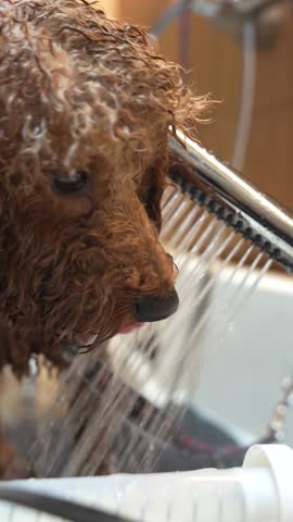 Washing a small dog in a grooming salon. High quality 4k footage