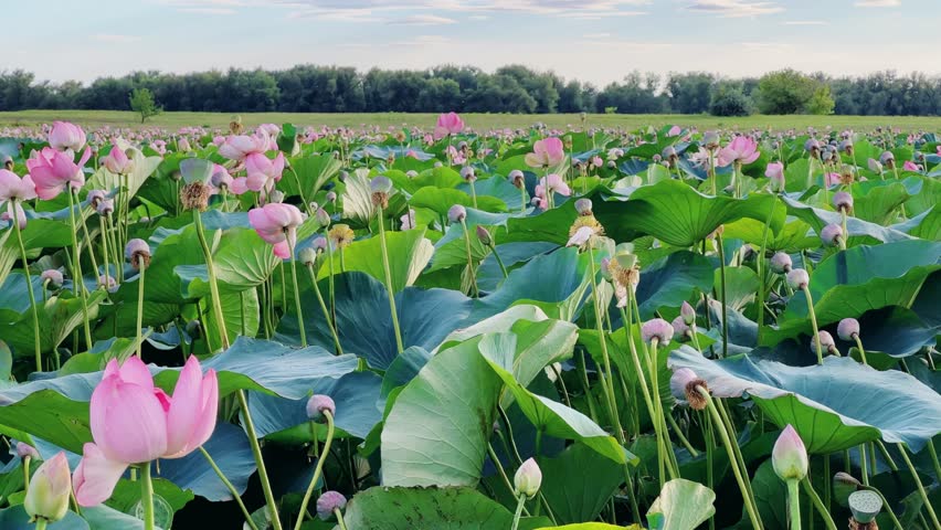 Summer pond with lotuses in Astrakhan. Natural leaf flowers. Blooming pink lotuses on the pond. Flower petals. Flower baskets. Each petal consists of five stamens and five pistils. 4K Royalty-Free Stock Footage #3466576369