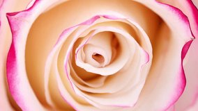 Video close up on beautiful pink and white rose. Video scale on tender rose head background. Garden flowers. Deep focus. Top view