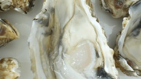 Oysters: Vital filter feeders, crucial for ecosystem balance. They filter water, extracting plankton, enhancing water quality and clarity, pivotal for marine ecosystems.
