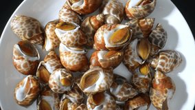 Spotted babylon, or Babylonia areolata, is a sea snail with a distinctive spotted shell in cream to brown hues. Shell is smooth, glossy, with spiral ridges. Food concept. Seafood background. 4K.