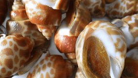 Spotted babylon: sea snail found in Indo-Pacific coasts. Valued in Asian cuisines, especially Thailand, Malaysia, Indonesia, as a delicacy. Food concept. Seafood background. 4K.
