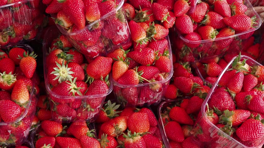 Strawberry boxes of freshly picked strawberries