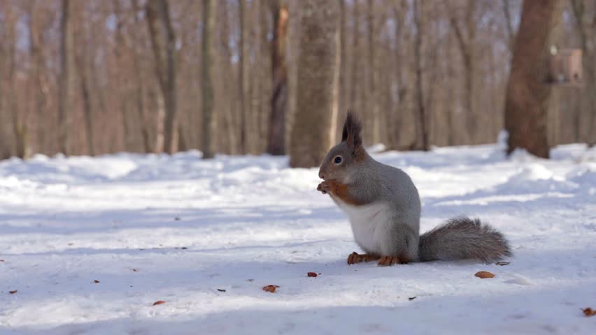 A fluffy squirrel with red paws and a tail gnaws a nut in the winter forest. A hungry squirrel is looking for food, enjoying a tasty snack left by caring people. Animal theme. Wildlife.