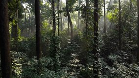Beautiful morning sunlight in the forest. Dense tropical forests in Indonesia. Aerial drone in the CIFOR forest in Bogor City.