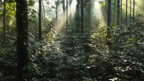 Beautiful morning sunlight in the forest. Dense tropical forests in Indonesia. Aerial drone in the CIFOR forest in Bogor City.