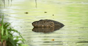 Asian water monitor in the river. Asian water monitor head close-up. High definition shot at 4K, 60 fps video footage.