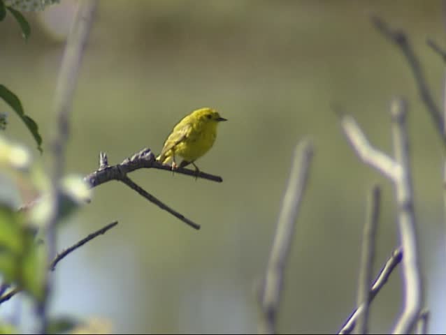 Yellow Warbler (Setophaga petechia, dendroica petechia) sits on branch,flies away and returns