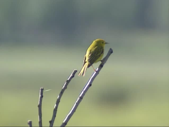 Yellow Warbler (Setophaga petechia, dendroica petechia) singing on branch and flying away