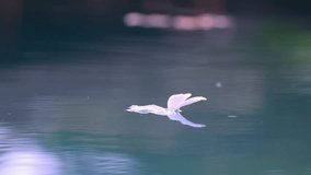 A Plumeria flower floats on the water in a pond. White tropical frangipani flower. Tropical landscape of beautiful plants and flowers. The concept of calm and tranquility. - Powered by Shutterstock - Get 15% off with code: PIKWIZARD15