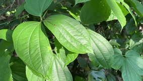 Dioscorea hispida leaf. The Indian three-leaved yam leaf in daylight 4K Video