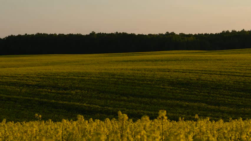 Panning a huge yellow agricultural rapeseed field in the evening