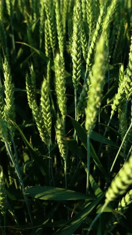 Close Up Lush Green Wheat Field in Rural Agricultural Grain. Vertical video. Fertile soil, harvest festival, crop yield. Agriculture industry
