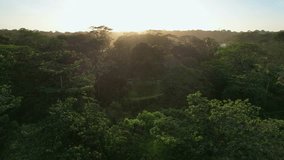 Beautiful drone video of the jungle seen from the coast of Tortuguero, Costa Rica