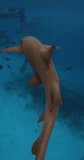 Sharks swimming in tropical blue sea. School of fish and sharks underwater in ocean. Vertical footage