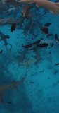 Sharks in tropical sea. School of fish and sharks underwater in ocean. Vertical footage