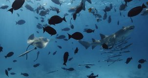 School of fish with stingray and nurse sharks in tropical blue sea. Tropical fish and sharks underwater