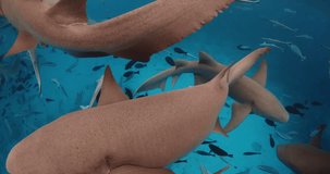 Close up view of group of Nurse sharks with tropical fishes underwater in blue sea. Slow motion