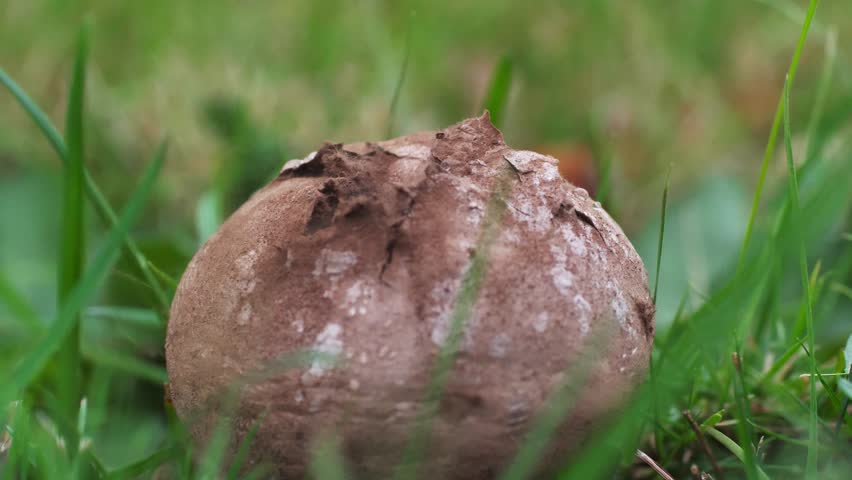 Slow motion close up of a Puffball Mushroom getting hit by drops of water