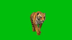 Tiger top quality animated green screen 4k ,on green screen isolated with chroma key, Green screen 4K animation, isolated on green screen background.
