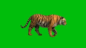 Tiger top quality animated green screen 4k ,on green screen isolated with chroma key, Green screen 4K animation, isolated on green screen background.