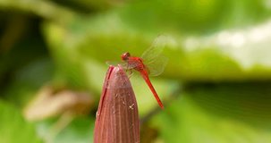 Close-up dragonfly standing on a lotus flower. High definition shot at 4K, 60 fps video footage.