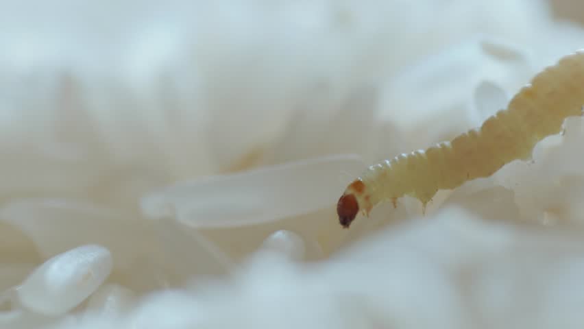 worm, caterpillar, grub, larva, maggot of food moth