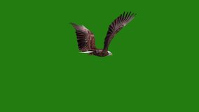 Eagle flying high quality animated green screen video , Abstract technology, science, engineering artificial intelligence, Seamless loop 4k video, 3D Animation, Ultra High Definition, 4k video. 