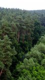 Summer quiet scenery. Mixed forest. Drone flies over treetops. Pine trees. Green plants in woodland. Colorful texture in nature. Natural background. Vertical video