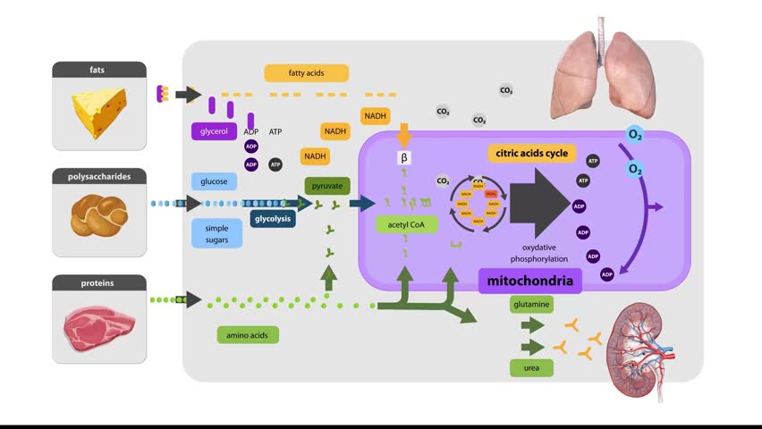 Krebs cycle, citrate cycle, cellular respiration, mitochondriaCellular respiration is a set of metabolic reactions that take place in the cells of organisms to convert biochemical energy from nutrient Royalty-Free Stock Footage #3466906743