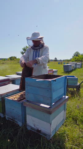 A beekeeper in veil at apiary among hives. Summer, sunny day. Video of working apiarist. Vertical video